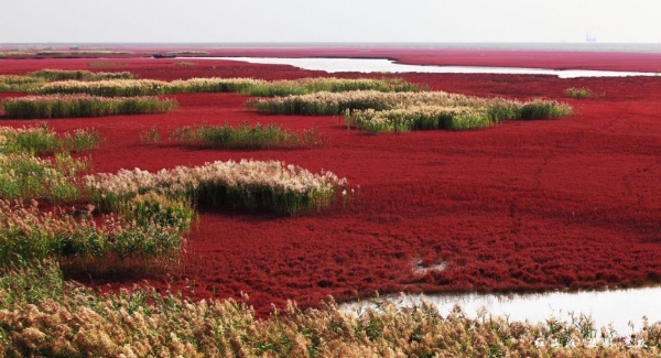 Biển Đỏ nằm ở vùng châu thổ sông Liaohe, khoảng 30 km về phía tây nam thành phố Panjin, Trung Quốc. <br/>Màu đỏ của bãi biển này không phải do đất mà do một loại cỏ biển rất đặc biệt, có màu xanh trong suốt mùa hè nhưng chuyển dần sang màu đỏ khi mùa thu đến. 