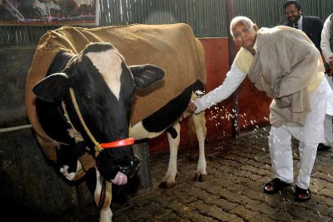 Theo DairyCo, năm 2011, Ấn Độ có 44,9 triệu con bò sữa, trong khi lượng bò sữa trên toàn thế giới là 260 triệu con - Ảnh: SAI.