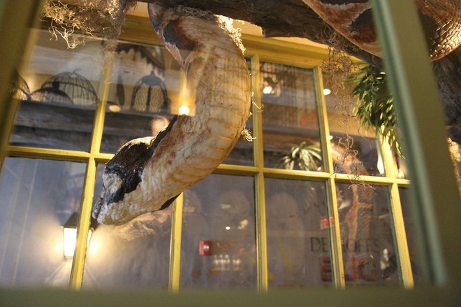 Cũng tại cửa hàng này, bạn sẽ gặp một con rắn khổng lồ. Nếu bạn đứng ngoài cửa sổ, nó sẽ nói chuyện với bạn bằng xà  ngữ và cả tiếng Anh.