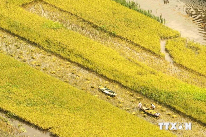 Lúa chín vàng trên đường vào khu du lịch Tam Cốc-Bích Động