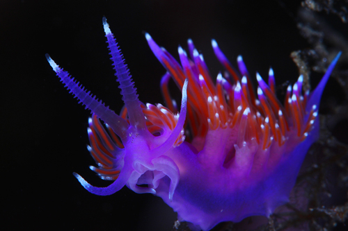 Nudibranch là một loài động vật thân mềm, sống ở vùng biển nhiệt đới và có họ hàng với sên biển. Chúng thường được tìm thấy ở tầng đáy của những vùng biển nông. Lớp da nhiều màu bắt mắt được lộ rõ khi vỏ của chúng bị mất đi trong quá trình trưởng thành.