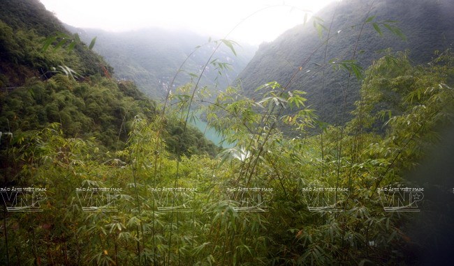 Thảm thực vật nguyên sơ dọc đường lên động Phù Dung ở độ cao 480m.