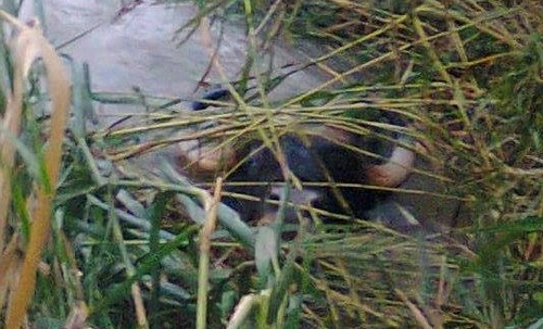 Bò tót xuất hiện ở khu dân cư xã Sông Lũy, huyện Bắc Bình ngày 20/10. Ảnh: Hoàng Trường