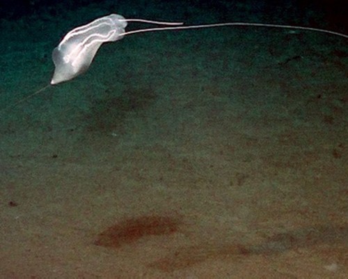 8 “quái vật” biển sâu vừa mới được phát hiện trên Trái đất