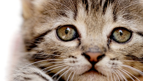 Râu là một trong những bộ phận quan trọng nhất của con mèo. Ảnh: NagyDodo/Shutterstock