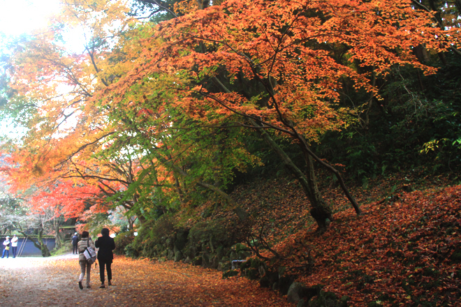 Kyushu (nguyên âm Hán Việt là Cửu Châu) là một trong 4 hòn đảo phía Tây nam của Nhật Bản. Kyushu hấp dẫn du khách với vẻ đẹp thiên nhiên đa dạng bốn mùa. Biển xanh mùa hè, tuyết phủ trắng trên những ngọn núi vào mùa đông. Mùa xuân với cây cối xanh tươi và ngả vàng quyến rũ vào mùa thu.
