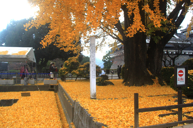 Đầu tháng 12, Kyushu vẫn ngập tràn sắc đỏ vàng của lá phong nên thu hút khá đông du khách.