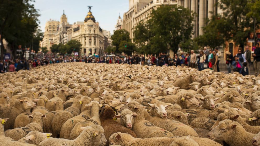 2.000 con cừu tràn qua đường phố Madrid