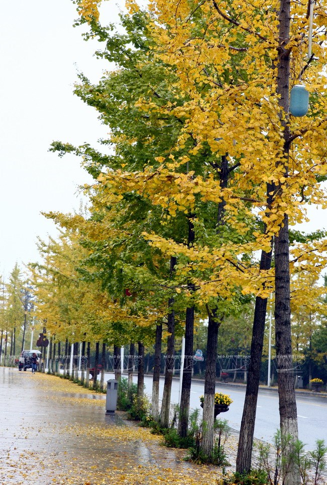 Dọc cung đường đến Di sản thiên nhiên thế giới Vũ Long là những hàng cây ngân hạnh trải dài vàng rực.