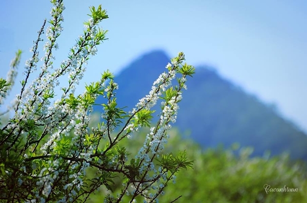 Lung linh mùa xuân trong nắng miền Tây Bắc