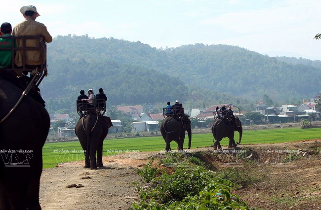 Du khách tham quan bản Lắk trên lưng những chú voi...