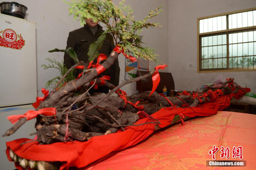 Củ hà thủ ô được trưng bày trong nhà ông Thi. Ảnh: China News.