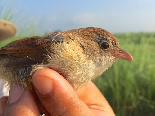 jedrons-babbler-myanmar-89232-6874-7478-