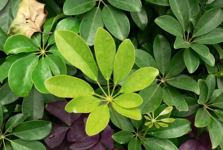 C&acirc;y lằng. Ảnh: Internet