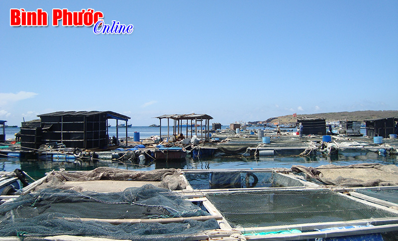Nhiều loại hải sản quý hiếm được ngư dân huyện đảo nuôi trong các lồng bè ở làng chài xã Long Hải
