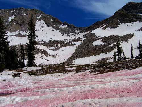 Vào mùa hè hàng năm, du khách khi ghé thăm vùng núi ở Sierra Nevada sẽ có cơ hội được ngắm một loại tuyết độc đáo có tên 