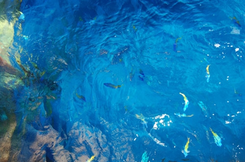 Dưới chân nhà giàn, từng đàn cá biển đủ màu sắc tung tăng bơi lội.