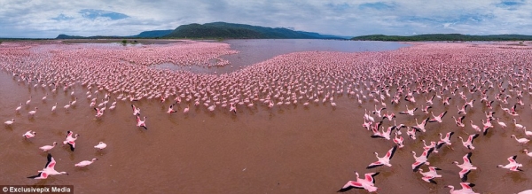  Những chú hồng hạc lẫn vào nước hồ hồng nhạt tạo nên 