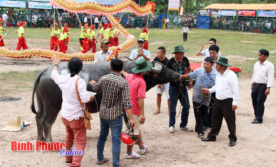 Đồng chí Bí thư Tỉnh ủy Nguyễn Tấn Hưng xuống sân chúc mừng chủ trâu số 9 vô định năm 2015.
