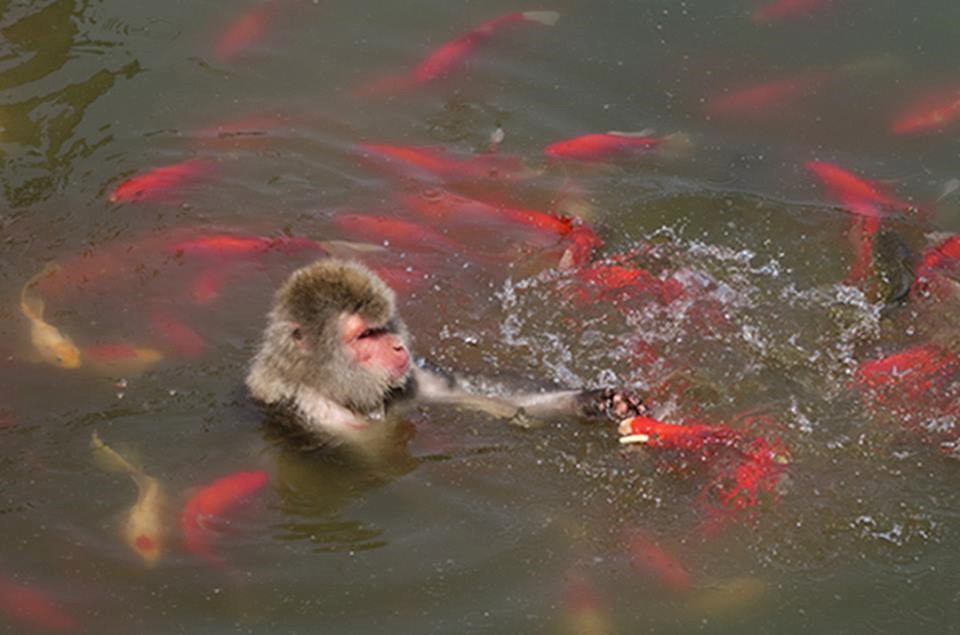 Tại thời điểm đó, nhiệt độ lên tới 31 độ C và con khỉ đã lao xuống nước để giải nhiệt, tìm kiếm thức ăn. (Nguồn: CCTV)
