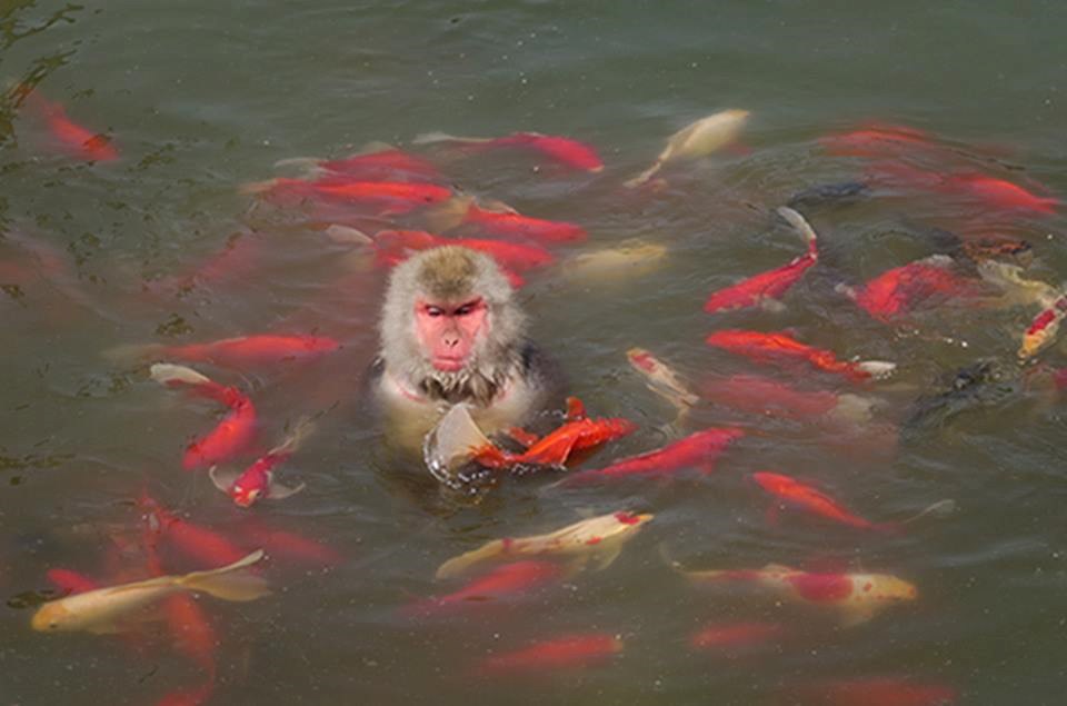 Theo các nhân viên ở vườn thú, khỉ thường tới gần hồ để uống nước và họ hiếm khi thấy khỉ lao thẳng xuống hồ cá. (Nguồn: CCTV)