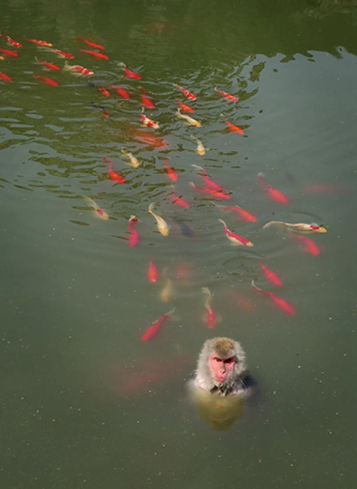 Con khỉ được cho là đã ăn thịt ít nhất một chú cá trong hồ. (Nguồn: CCTV)