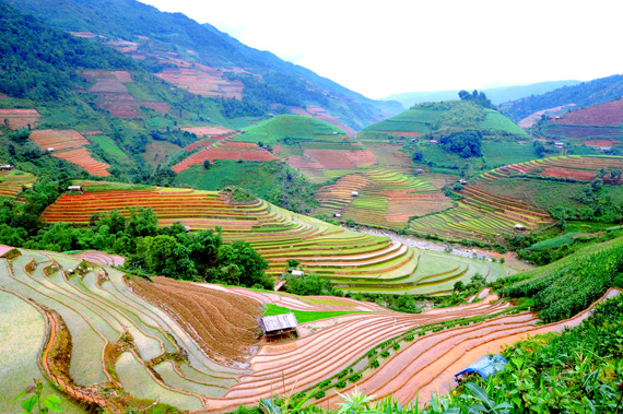 Vẻ đẹp ruộng bậc thang Mù Cang Chải