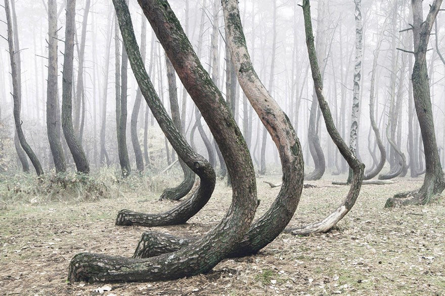 Các gốc cây có hình dạng móc câu. (Nguồn: QQ)