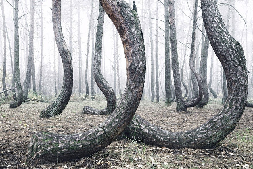 Cho đến giờ vẫn chưa ai biết vì sao những gốc cây này lại có hình dạng kỳ lạ như vậy. Có người cho rằng chúng là do con người tạo ra, cũng có tin rằng một trận bão tuyết khiến cho các cây trong rừng trở nên như vậy. (Nguồn: QQ)