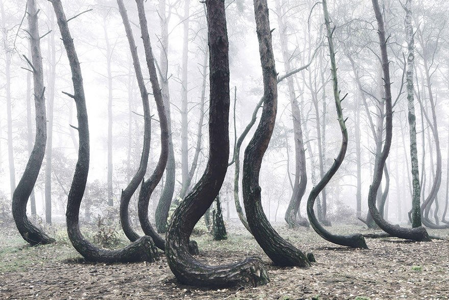 Một khu rừng nhỏ ở West Pomerania, Ba Lan đã trở nên nổi tiếng vì 400 gốc cây nơi đây có hình dạng giống như móc câu. (Nguồn: QQ)