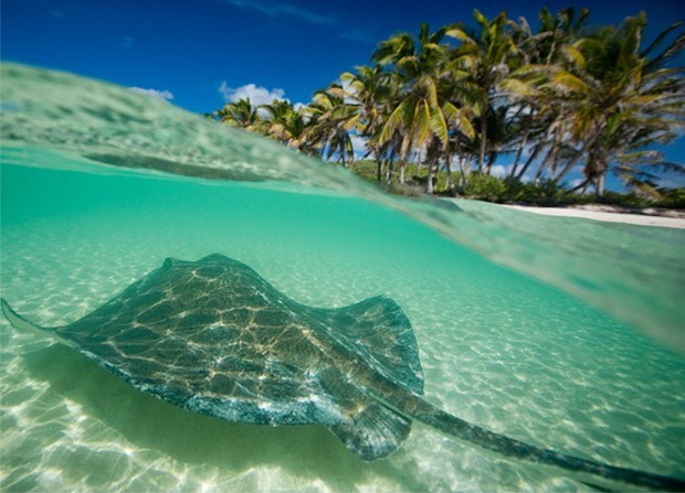 Bãi biển Isla Contoy - Quintana Roo, Mexico.