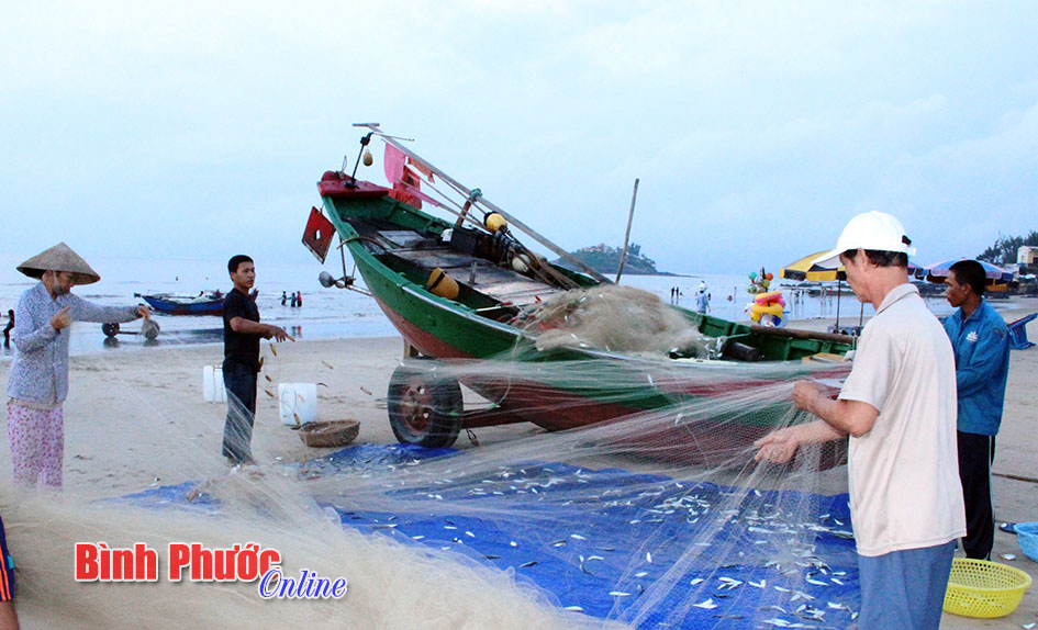 Tranh thủ gỡ cá ra khỏi lưới để bán cho thương lái