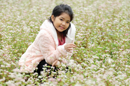 Hoa tam giác mạch ngút ngàn trên rẻo cao Hà Giang