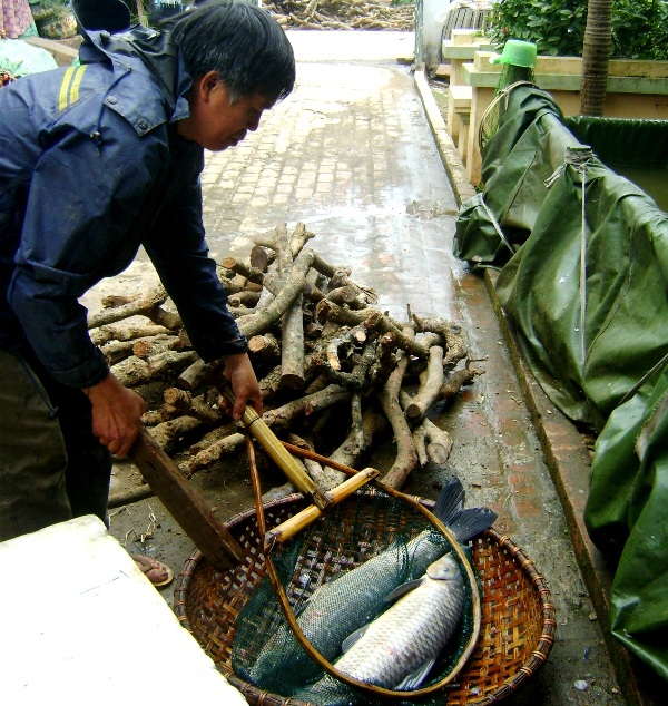 Một mẻ cá được làm, bắt đầu từ việc bắt cá từ bể chứa ra sau nhiều ngày để cá thải sạch cặn bã.