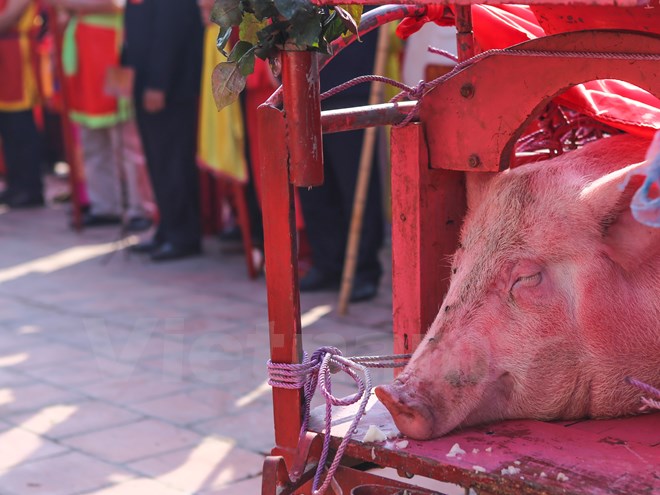 Sau nhiều phản ứng dữ dội từ dư luận, năm nay, thay v&igrave; ch&eacute;m lợn ở s&acirc;n đ&igrave;nh g&acirc;y phản cảm th&igrave; hai &lsquo;cụ ỉn&rsquo; được &lsquo;xử k&iacute;n&rsquo; sau đ&igrave;nh, kh&ocirc;ng ai được chứng kiến. (Ảnh: Minh Sơn/Vietnam+)