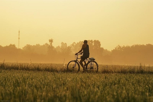 Hình ảnh người ông đạp xe trên con đường quê rợp lúa hai bên, khiến cho cảnh quê càng gần gũi mà mộc mạc biết bao. 