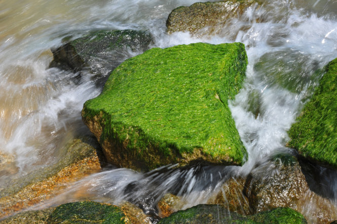 Rêu xanh bám chắc vào các tảng bêtông - Ảnh: Dương Thanh Xuân