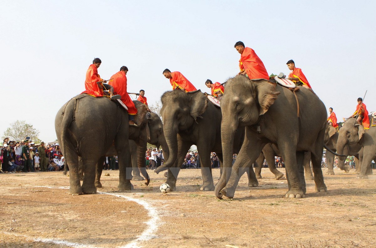 Hội thi voi đ&aacute; b&oacute;ng v&agrave; voi thi chạy