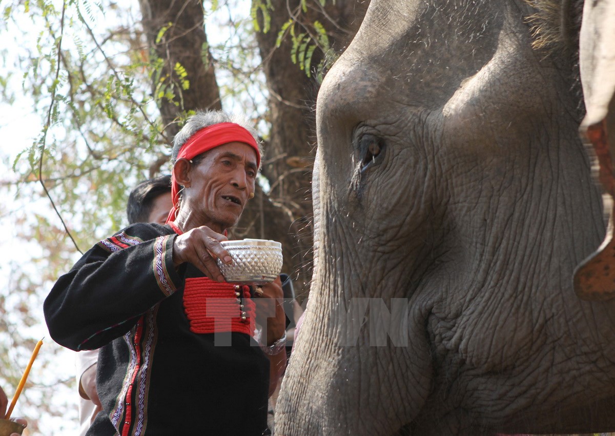 Thầy c&uacute;ng thực hiện nghi lễ c&uacute;ng sức khỏe cho voi.