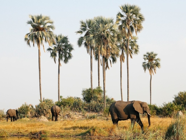 Botswana: Những tháng tuyệt nhất để chu du trên đồng bằng châu thổ Okavango là từ tháng 5 tới tháng 8, khi mực nước lên cao nhất và các loài động vật hoang dã như voi, hươu cao cổ, báo đốm, chim chóc... hoạt động mạnh nhất. 