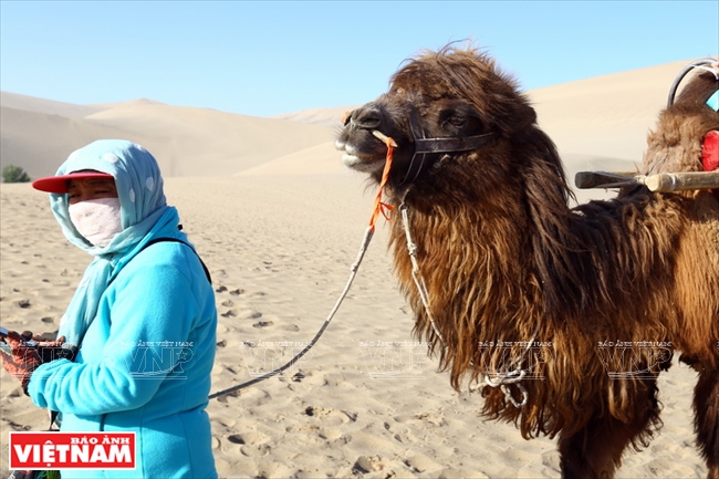 Để thực hiện chuyến tham quan và khám phá sa mạc Gobi, du khách sẽ cần một chú lạc đà khỏe mạnh và một “hoa tiêu” giỏi đi trên sa mạc.