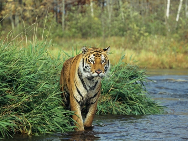 Nepal: Du khách có thể khám phá công viên quốc gia Chitwan, nơi có thảm thực vật trù phú và những con hổ bengal.