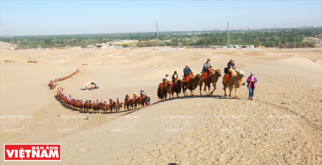 Hiện có hơn 1.000 chú lạc đà Bactria và cả trăm “hoa tiêu” làm nghề dắt lạc đà cho du khách ở núi cát Minh Sa.