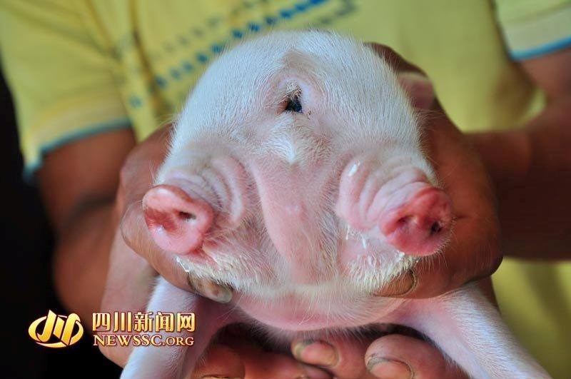 Một số người còn đề nghị được mua lại chú lợn. (Nguồn: CCTV)