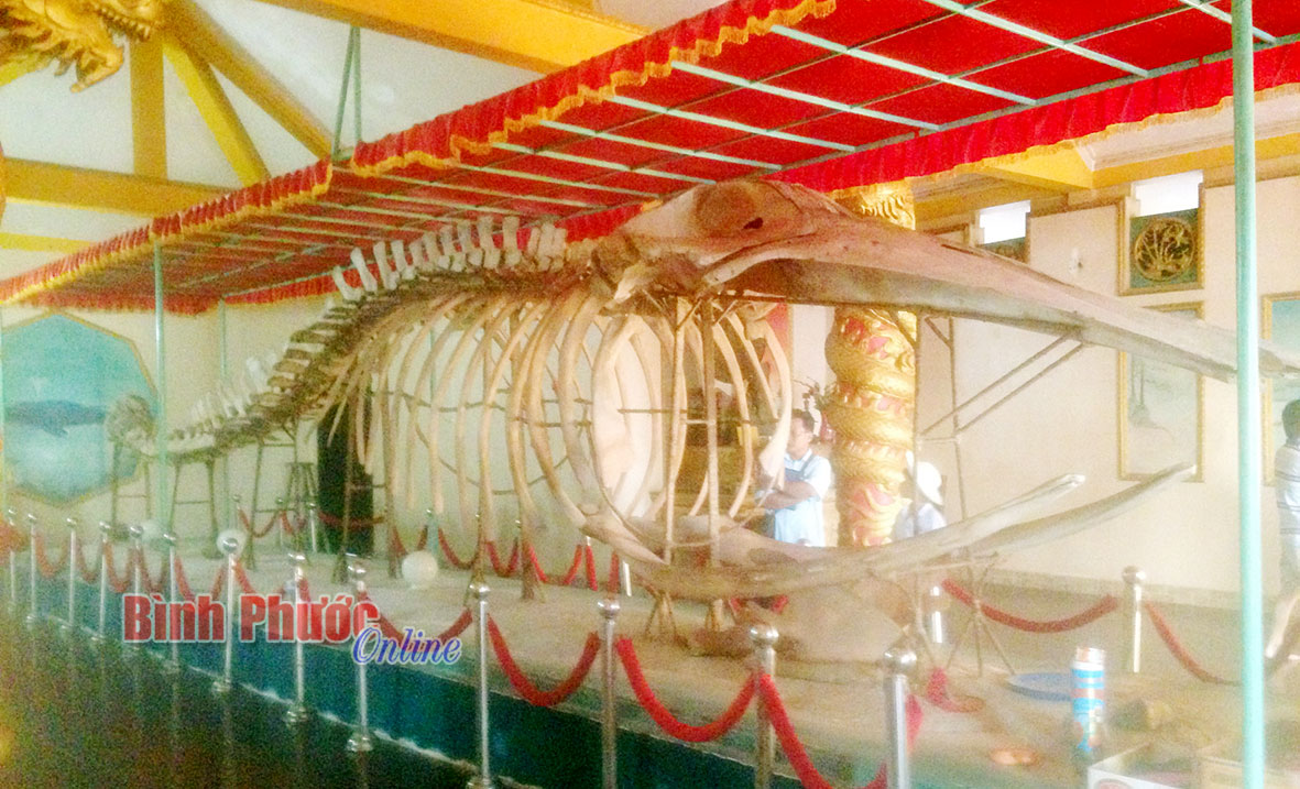 Ở đây còn có miếu thờ Ông Nam Hải với bộ xương cá heo dài 13m