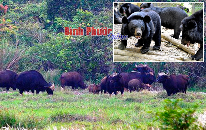 Bò rừng ở Vườn quốc gia Cát Tiên (ảnh lớn). Gấu được cứu hộ ở Vườn quốc gia Cát Tiên (ảnh nhỏ) - Ảnh tư liệu
