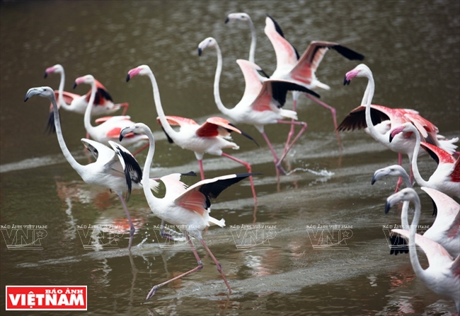 Hồ hồng hạc nằm ở khu vực vườn thú mở là nơi sinh sống của 200 cá thể chim hồng hạc quý hiếm.