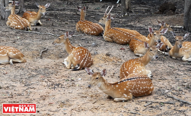 Những chú nai sinh sống bình yên trong khu vực công viên hoang dã của Vinpearl Safari Phú Quốc.