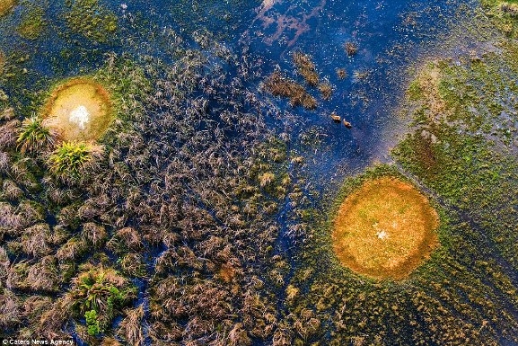 Loài linh dương hồng ở đồng bằng sông Okavango, Botswana. Đây là một loài linh dương thủy thích nghi với môi trường nước và sử dụng nước sâu đến đầu gối để tránh khỏi những kẻ săn mồi.