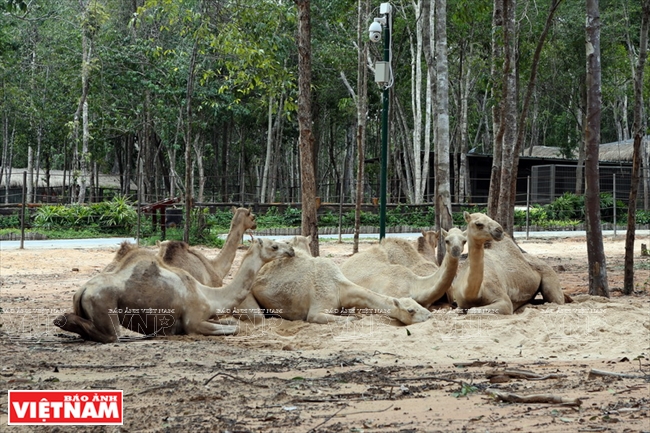 Những chú lạc đà được nuôi dưỡng tại Vinpearl Safari Phú Quốc.